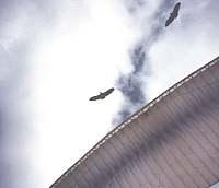 Soaring with the eagles